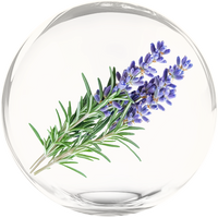 Rosemary Oil Extract